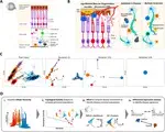 Single-Cell Analysis Reveals Inflammatory Interactions Driving Macular Degeneration