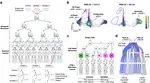 Trellis tree-based analysis reveals stromal regulation of patient-derived organoid drug responses